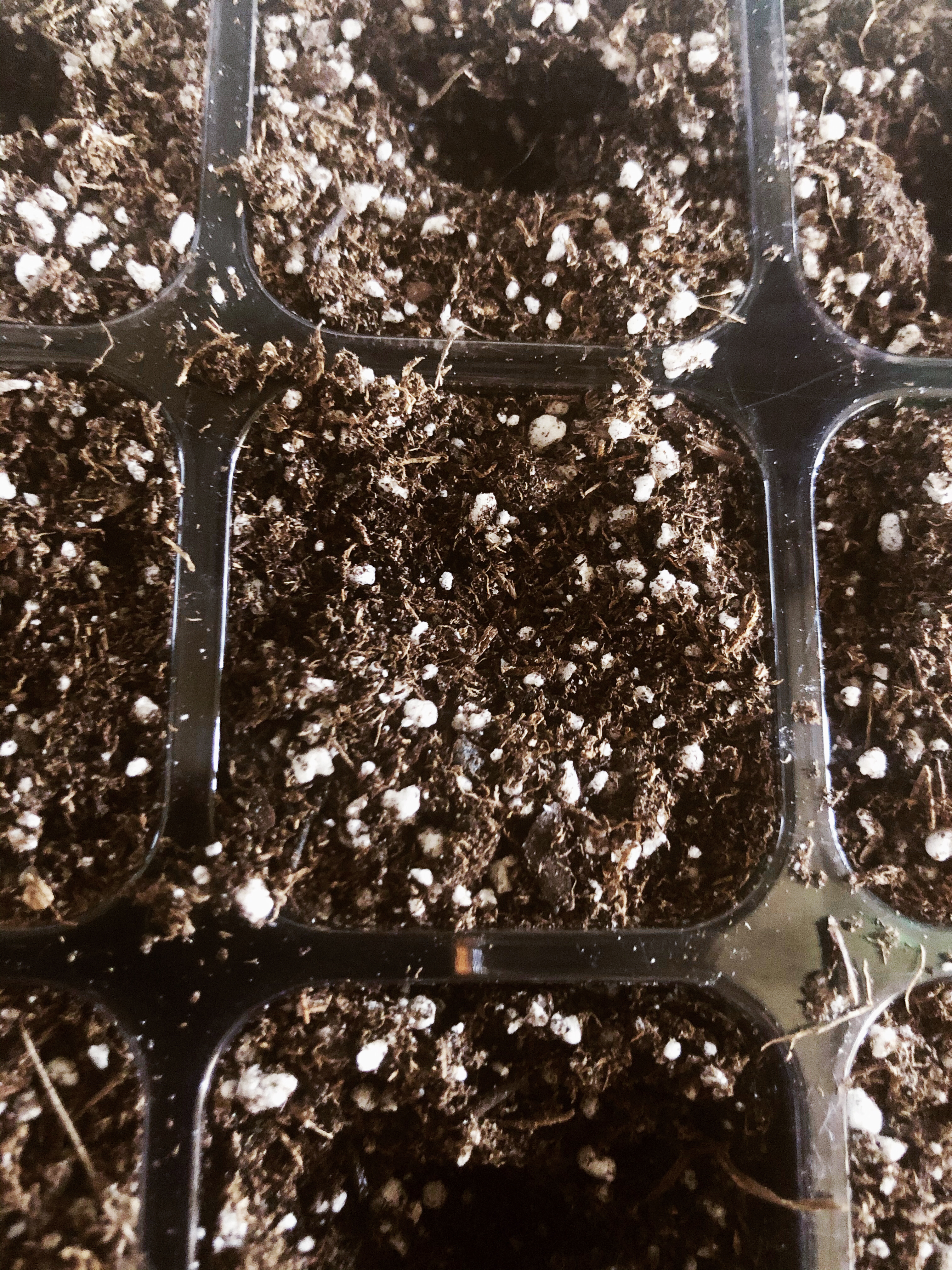 Assembling a Mini Greenhouse and Planting Seeds
